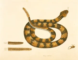 Viper Caudison Slang, Rattlesnake, plaat 41, vol. 1, uit de 
