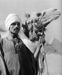Kameeldrijver bij de piramides, Egypte, 1937