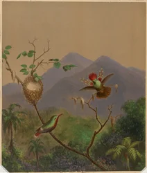 Braziliaanse kolibries III