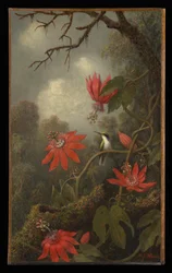 Kolibrie en passiebloemen