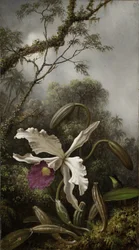 Kolibrie met witte orchidee, 1875-1885