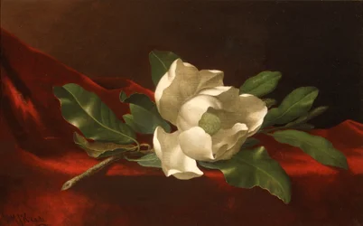 Magnolia, ca.1885-95 (olieverf op doek)