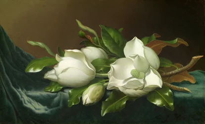 Magnolia