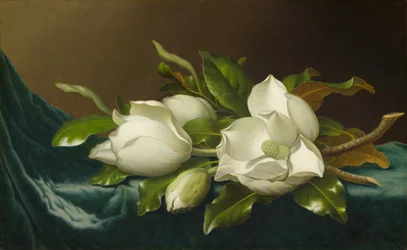 Magnolia