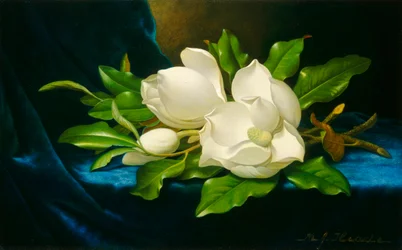 Magnolia