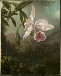 Orchideeënbloesems
