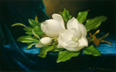 Grote magnolia