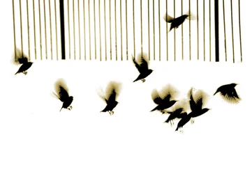 Spreeuwen, 2003 (fotogravure)