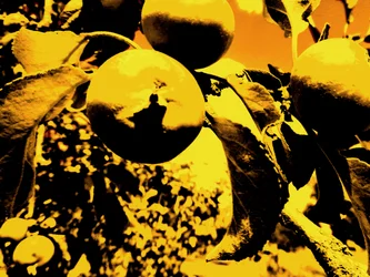 Appelboom