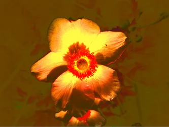 Bloem