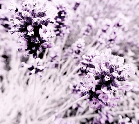 Lavendel lila zilver