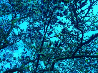 Magnolia blauw