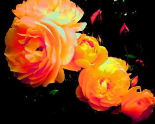 Rozen Regenboog