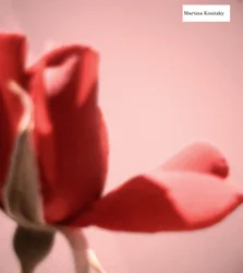 Rozenbloesemblad hart