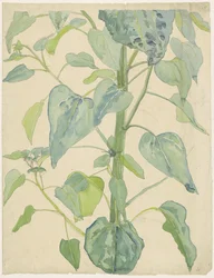 Stengel en bladeren van een zonnebloem