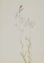 (Zonder titel - Bloemenstudie)