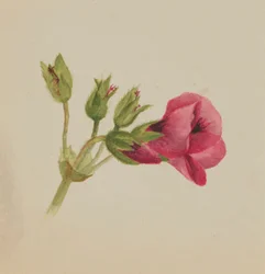 (Zonder titel - Bloemenstudie)