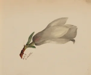 (Zonder titel - Bloemenstudie)