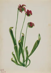 (Zonder titel - Bloemenstudie)