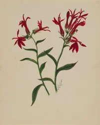 (Zonder titel - Bloemenstudie)