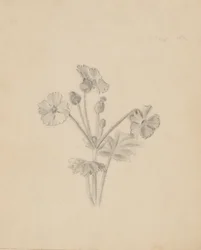 (Zonder titel - Plantenstudie)