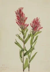 Alberta verfkwast (Catilleja miniata)