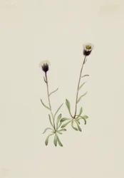 Aleutische Vlooienkruid Erigeron unalaschensis