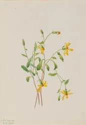 Grote weegbree (Senecio soorten)