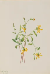 Alpenkruiskruid Senecio soort