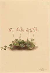 Amerikaanse Tweelingbloem (Linnaea borealis americana)