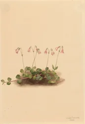 Amerikaanse Tweebloem Linnaea borealis americana