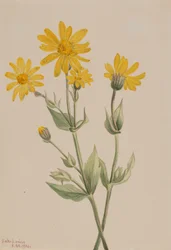 Arnica Arnica latifolia