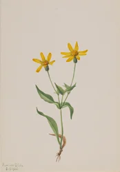 Arnica alpina, 1905