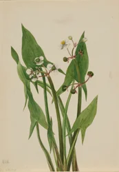 Pijlkruid (Sagittaria cuneata)