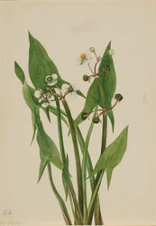 Aronskelk Sagittaria cuneata