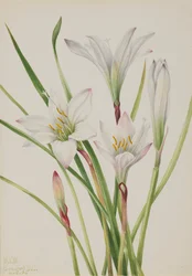 Atamasco-lelie, 1925