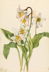 Lawinelelie (Erythronium montanum)