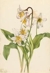 Lawinelelie Erythronium montanum, 1925