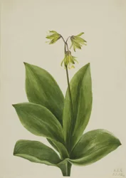 Blauwe kraal Clintonia borealis, 1924