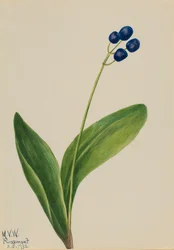 Blauwe Kraal Clintonia borealis, 1932