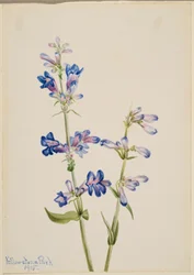 Blauwe baardtong (Pentstemon)