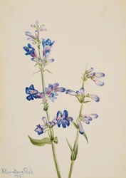 Blauwe baardtong Pentstemon, 1915