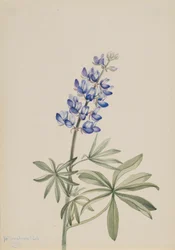 Blauwe Lupine Lupinus argenteus, 1915