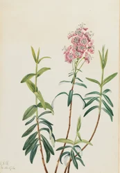 Kalmia (Kalmia polifolia)