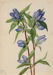 Flesgentiaan, 1924