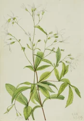 Boswortel (Porteranthus trifoliatus)