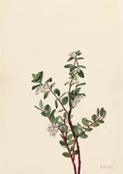 Box Huckleberry Gaylussacia brachycera, 1919
