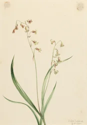 Bronsklokjes (Stenanthium occidentale)