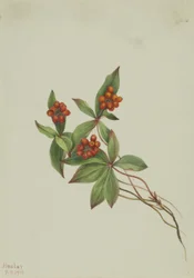 Rode bosbes (Cornus canadensis)