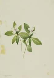 Rode bosbes (Cornus canadensis)